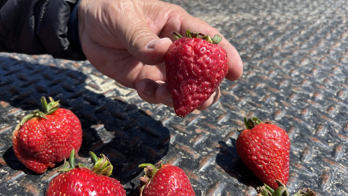 Monterey Bay farmers are struggling to rebound from winter storms